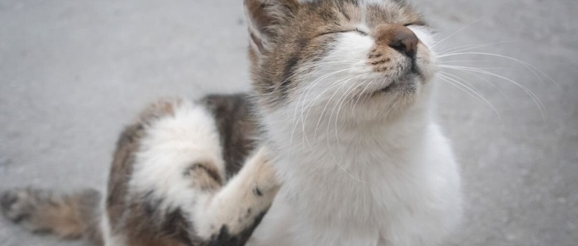 Kedi Piresi Nasıl Geçer? Kedinizdeki Pireleri Nasıl Yok Edebilirsiniz?