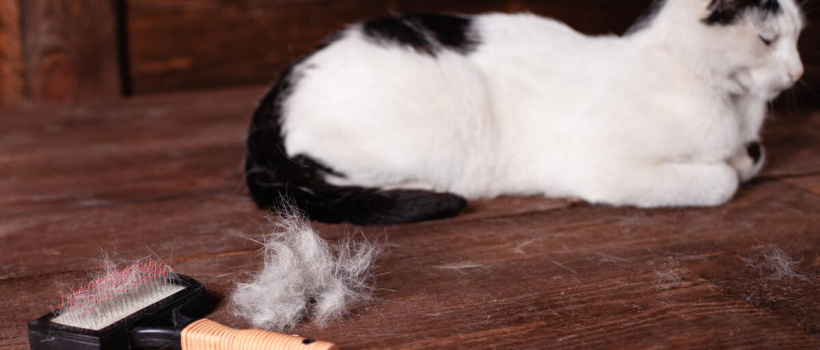 Kedi Tüyü Zararlı mı? Akciğere Kedi Tüyü Kaçması Nedenleri, Belirtileri ve Tedavi Çözümleri