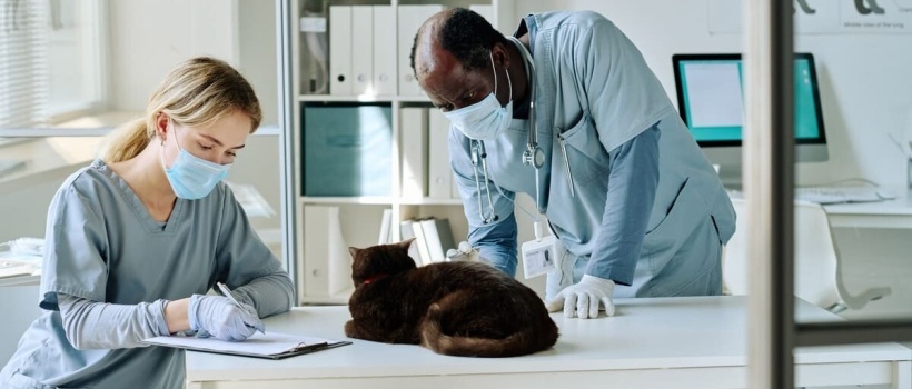 Kedilerde Kanser Nedenleri, Belirtileri ve Tedavi Yöntemleri