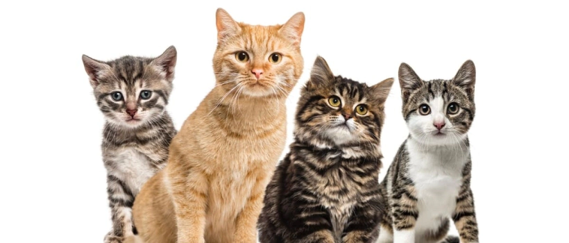 Kedimin Cinsi Ne? Kedi Irkı Öğrenme
