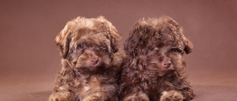 Kıvırcık Tüylü Köpek Cinsleri ve Özellikleri