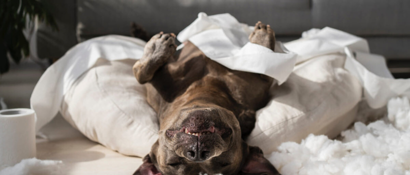 Köpeğim Kokuyor, Köpekler Neden Kokar?