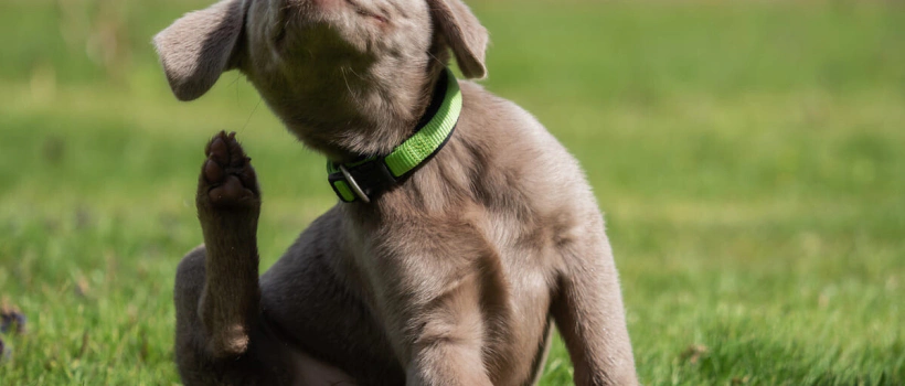 Köpek Neden Kaşınır? Köpek Kaşıntısına Ne İyi Gelir?
