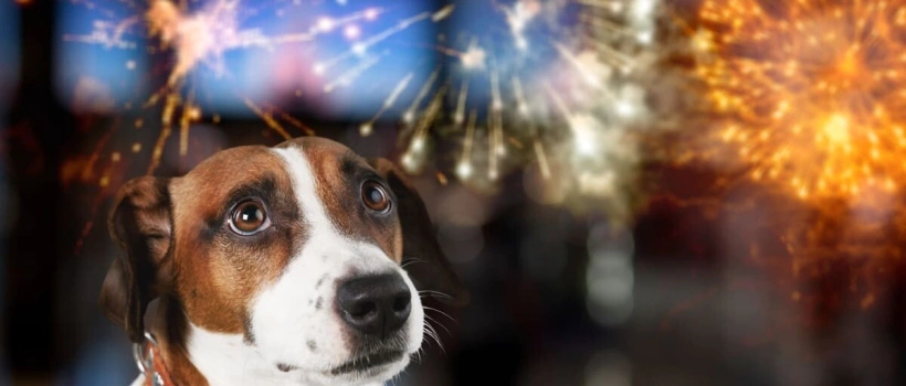 Köpekler Neden Havai Fişeklerden Korkar?