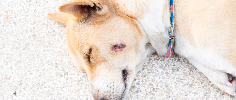 Köpeklerde Bölgesel Tüy Dökülmesi Nedenleri, Belirtileri ve Tedavisi