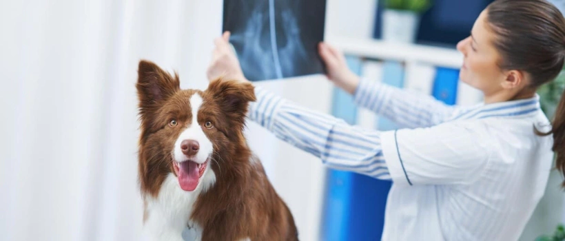 Köpeklerde Eklem Ağrısı Belirtileri, Teşhisi ve Tedavisi, Ne İyi Gelir?