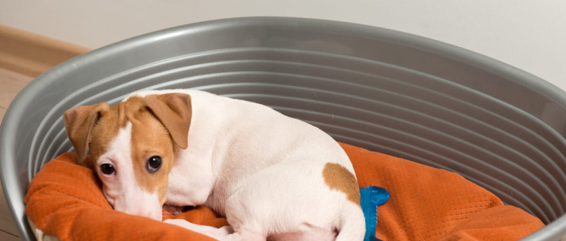 Köpeklerde Gençlik Hastalığı
