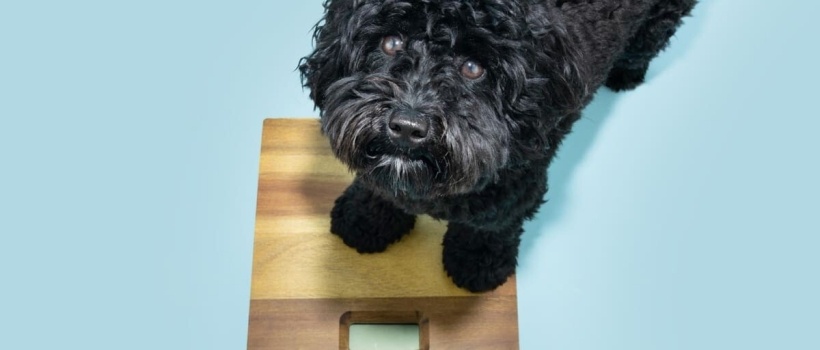 Köpeklerde Obezite Tehlikeli mi? Köpeğinizi Fazla Kilolardan Koruyun