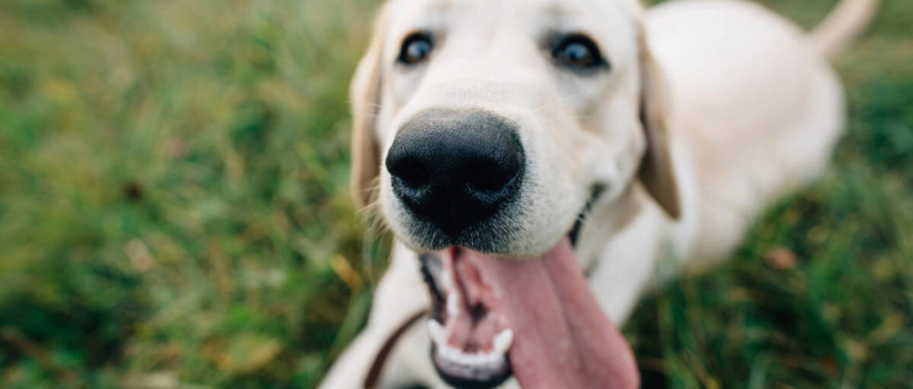 Köpeklerde Oral Melanom