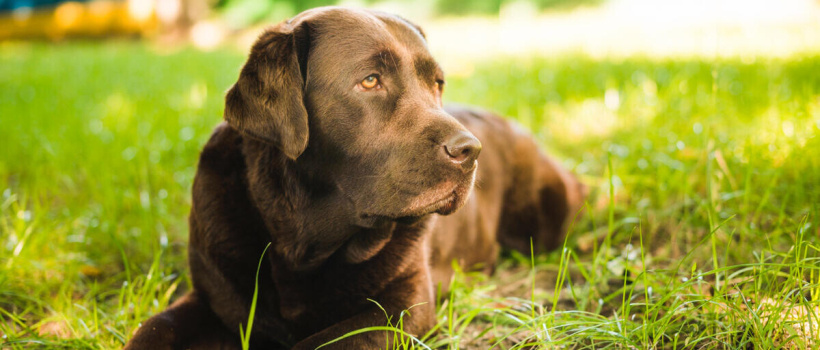 Labrador Retriever Köpeği Özellikleri, Bakımı ve Beslenmesi