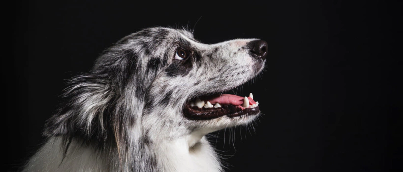 En Popüler Orta Irk Köpekler