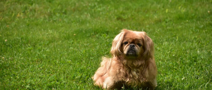 Pekinez (Pekingese) Köpeği Özellikleri, Bakımı ve Beslenmesi