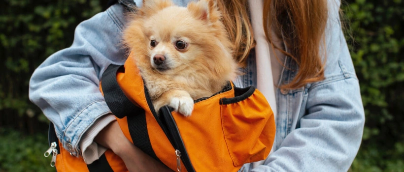 Pomeranian Köpek Irkı Özellikleri, Bakımı ve Beslenmesi