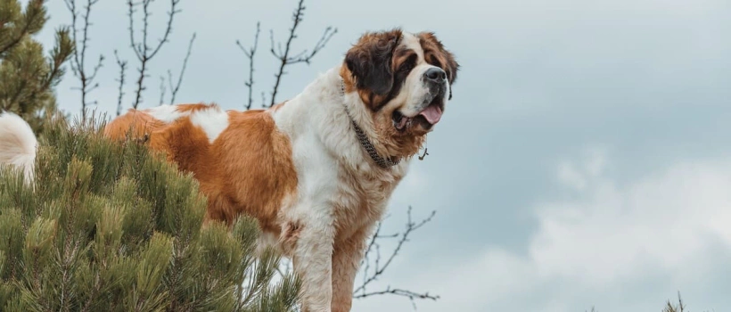 Saint Bernard Köpek Irkı Özellikleri, Bakımı ve Beslenmesi