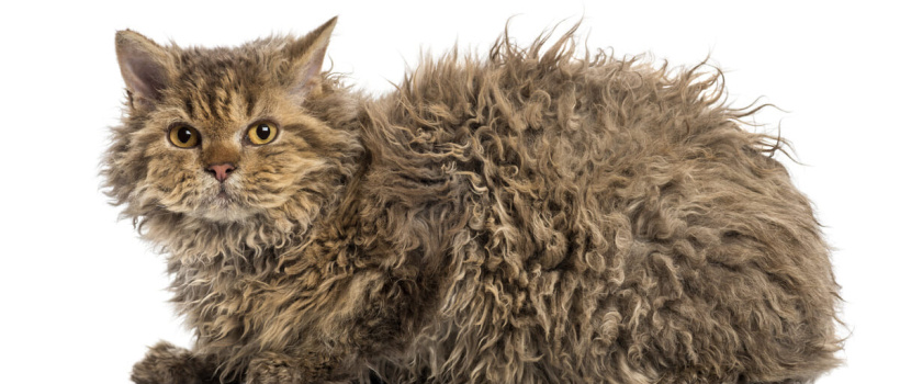 Selkirk Rex Kedisi Özellikleri, Bakımı ve Beslenmesi