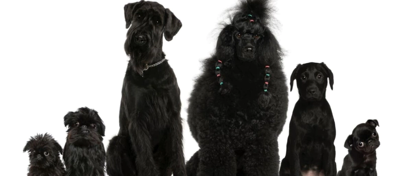 Siyah Köpek Cinsleri – Gücün, Zarafetin ve Sadakatin Simgesi 14 Köpek Irkı