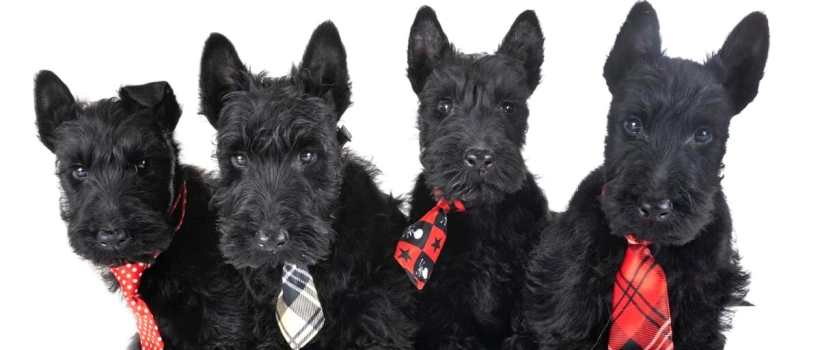 Terrier Köpek Cinsleri
