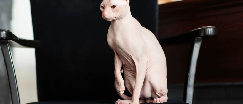 En Önemli Özellikleri Tüy Dökmemek Olan 15 Kedi Cinsi