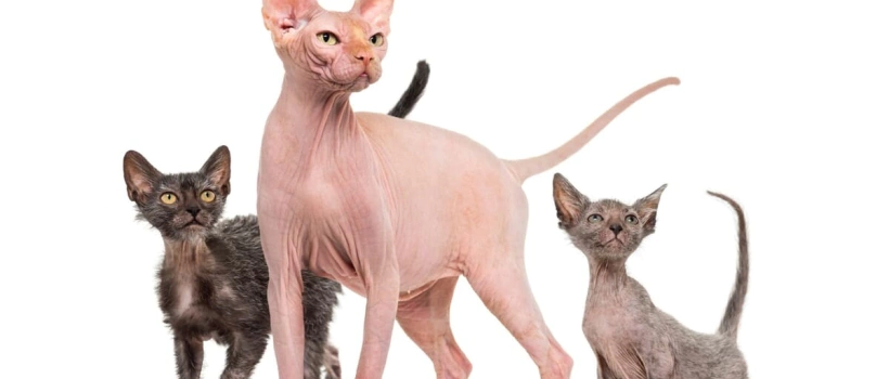 Tüysüz Kedi Cinsleri