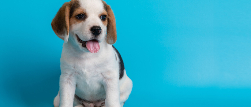 Yavru Bir Köpeğin Gelişim Aşamaları