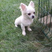 Chihuahua_lovers