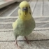 k1420807