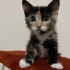 yasemin1245