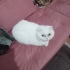 DuyguCuro