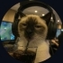 sevval02