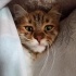 Merna