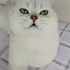 Cattery