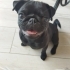 Merttan