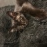 catluvrr