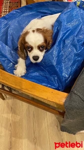 King Charles Spaniel, Köpek  Fındık Babe fotoğrafı