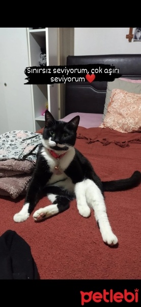 Tuxedo (Smokin) Kedi, Kedi  Joli fotoğrafı