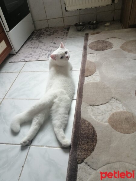 British Shorthair, Kedi  Poyraz fotoğrafı