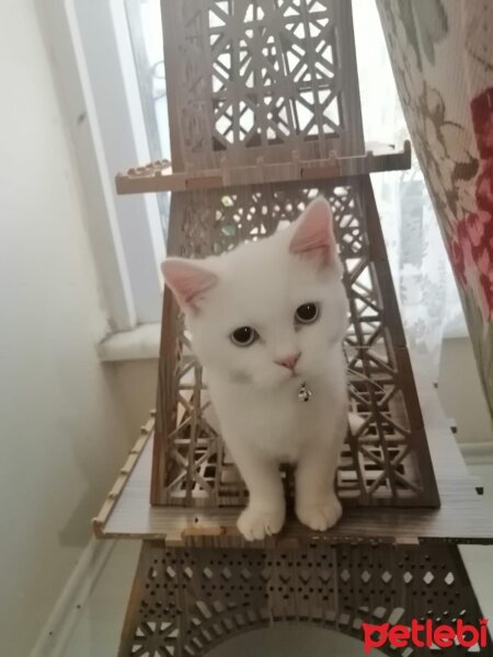 British Shorthair, Kedi  Poyraz fotoğrafı