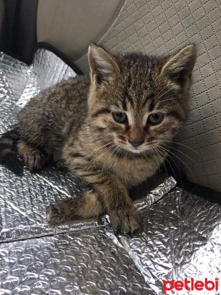 Tekir Kedi, Kedi  micra fotoğrafı