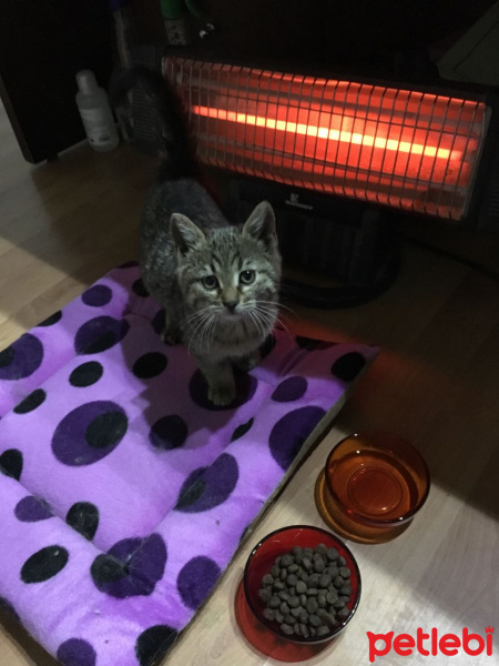 Tekir Kedi, Kedi  micra fotoğrafı