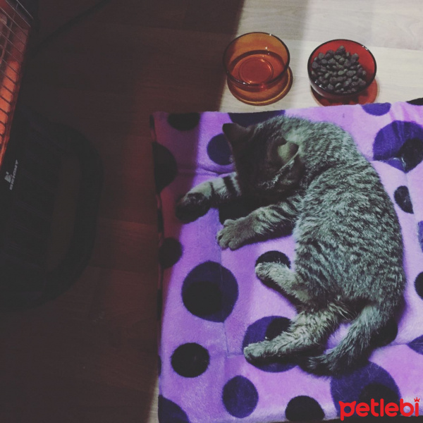 Tekir Kedi, Kedi  micra fotoğrafı