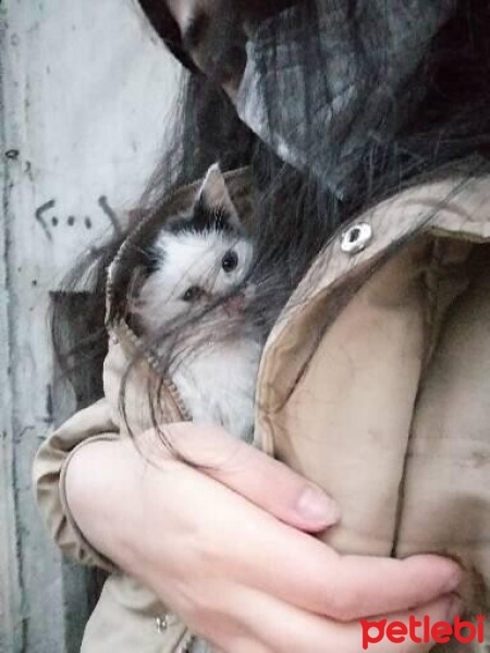Tuxedo (Smokin) Kedi, Kedi  İki kardeş fotoğrafı