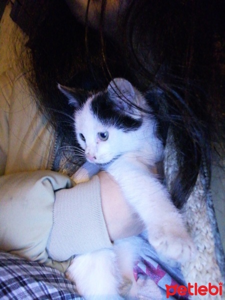 Tuxedo (Smokin) Kedi, Kedi  İki kardeş fotoğrafı
