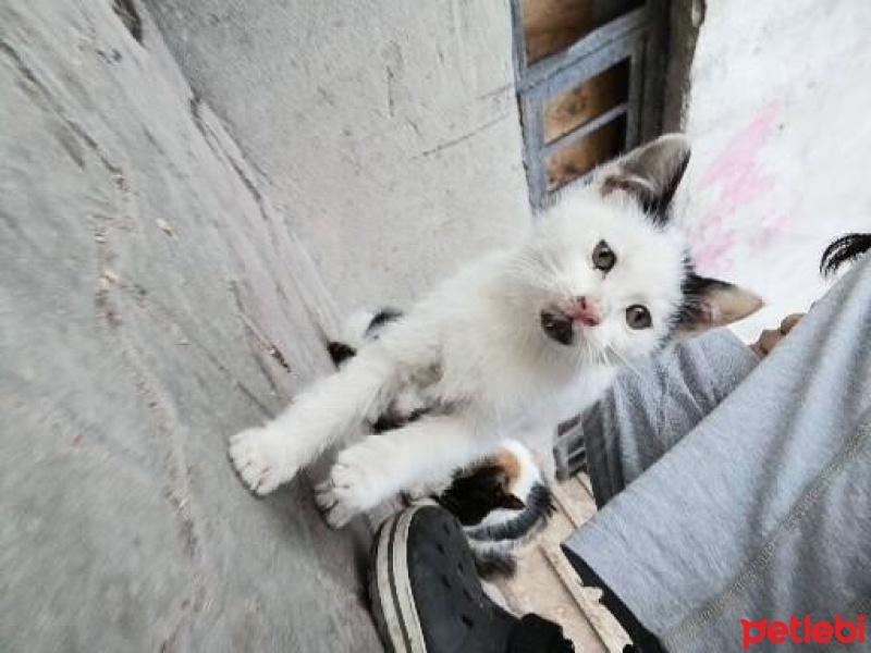 Tuxedo (Smokin) Kedi, Kedi  İki kardeş fotoğrafı