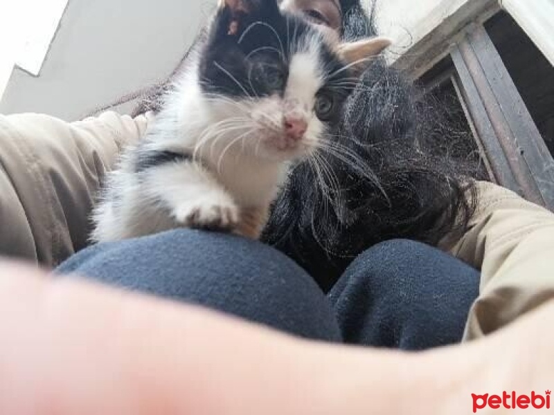 Tuxedo (Smokin) Kedi, Kedi  İki kardeş fotoğrafı