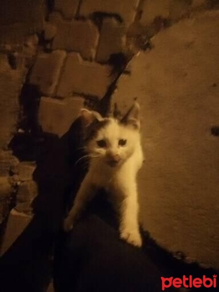 Tuxedo (Smokin) Kedi, Kedi  İki kardeş fotoğrafı