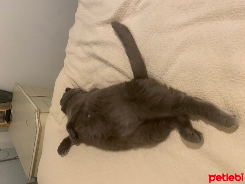 Scottish Fold, Kedi  çakıl fotoğrafı