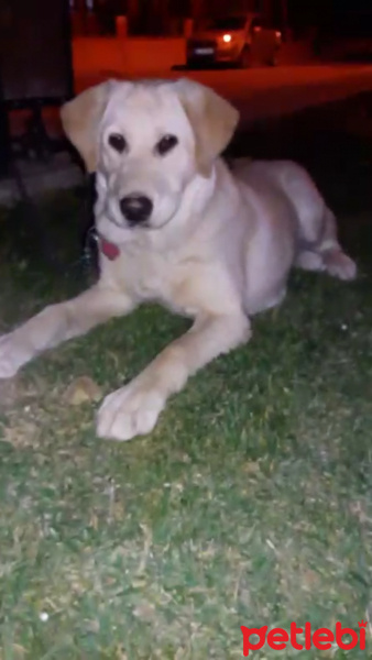 Labrador Retriever, Köpek  kontes fotoğrafı