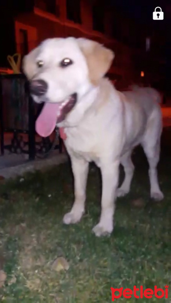 Labrador Retriever, Köpek  kontes fotoğrafı