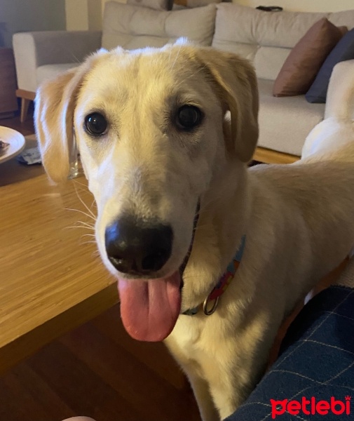 Golden Retriever, Köpek  Pera fotoğrafı