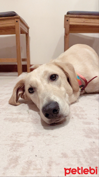 Golden Retriever, Köpek  Pera fotoğrafı